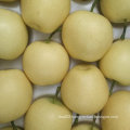 Good Quality of Chinese Fresh Golden Pear